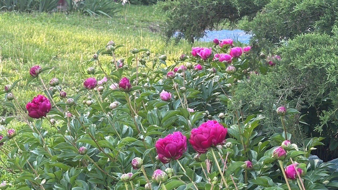 Photo of Outdoor in Merriam