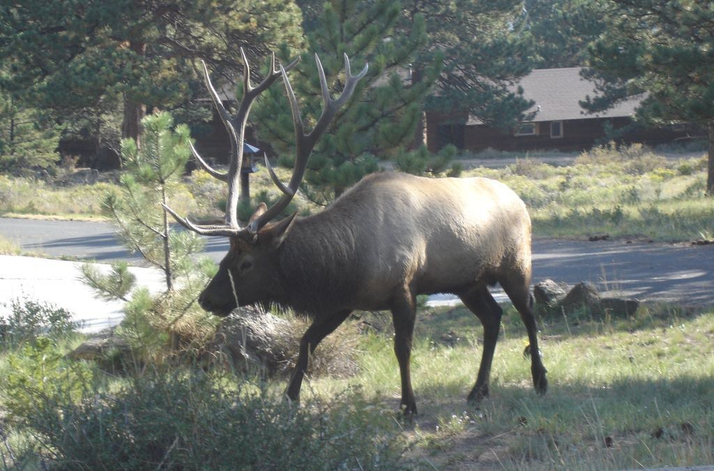 Photo of Others in Estes Park
