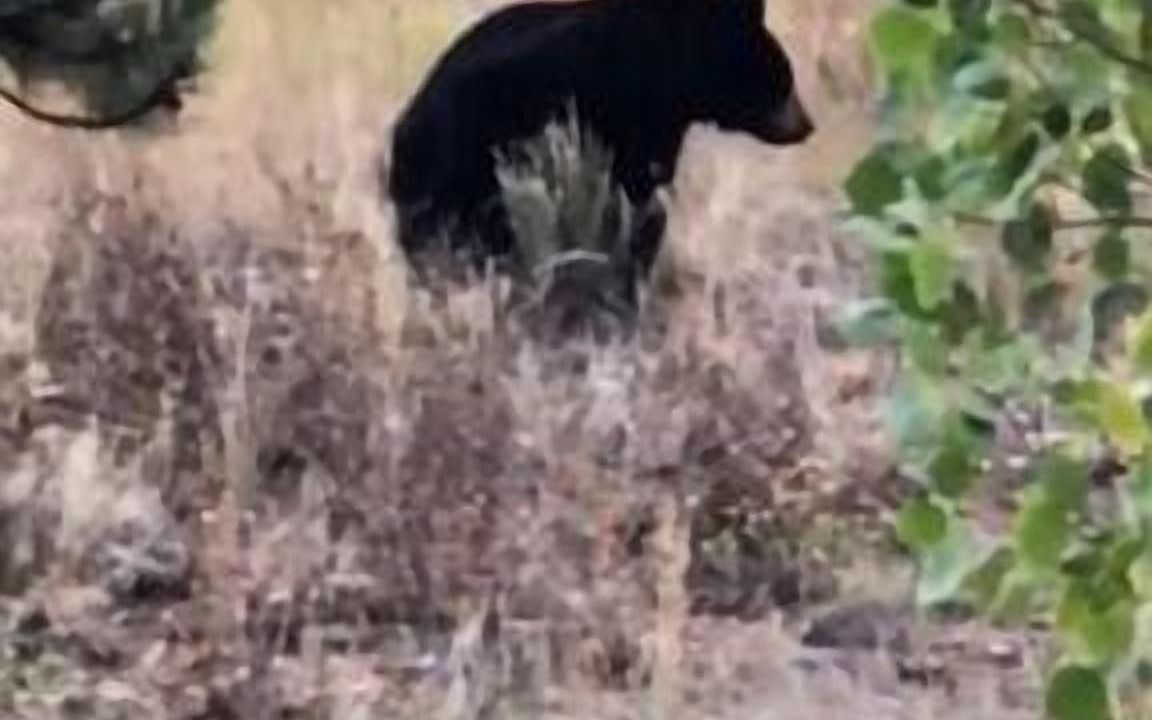 Photo of Outdoor in Coal Creek Canyon