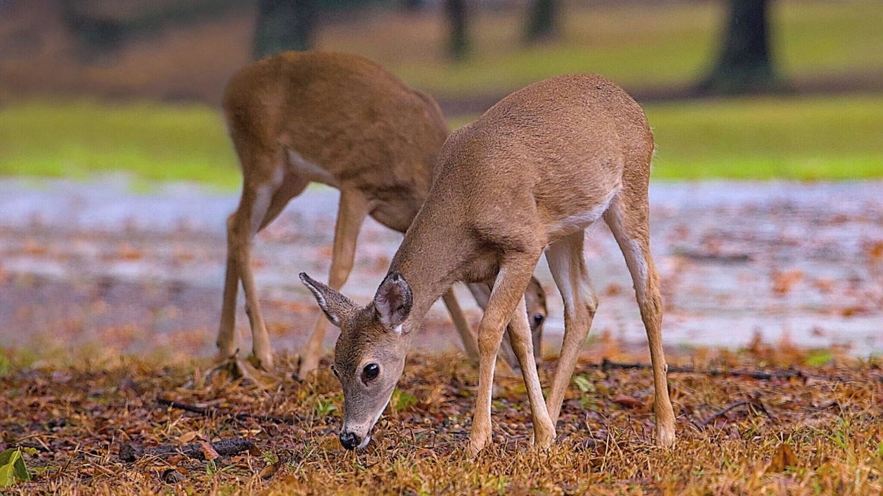 Photo of Others in Cleora