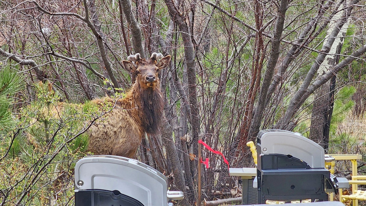Photo of Others in Estes Park
