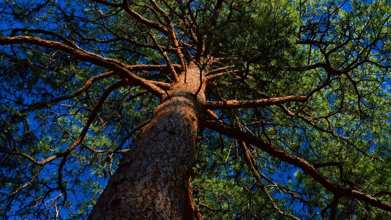 Photo of Others in Estes Park