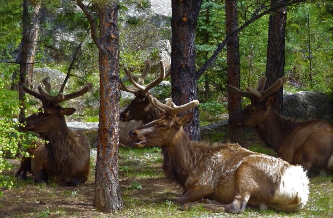 Photo of Others in Estes Park