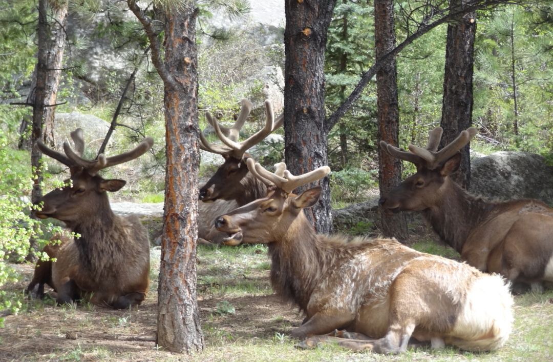 Photo of Others in Estes Park
