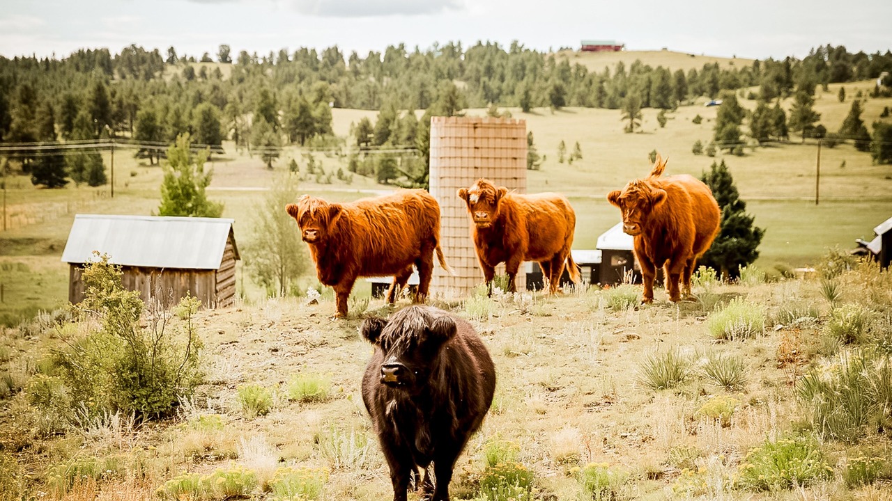Photo of Others in Park County