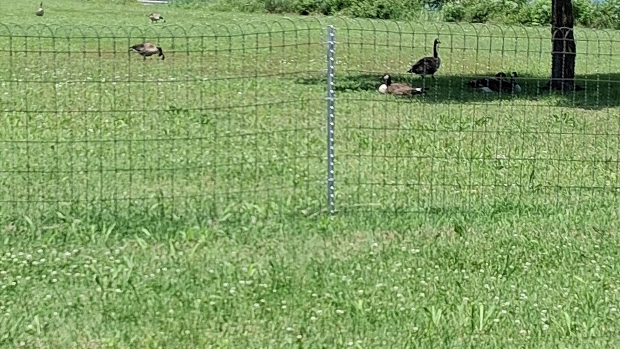 Photo of Others in Iola