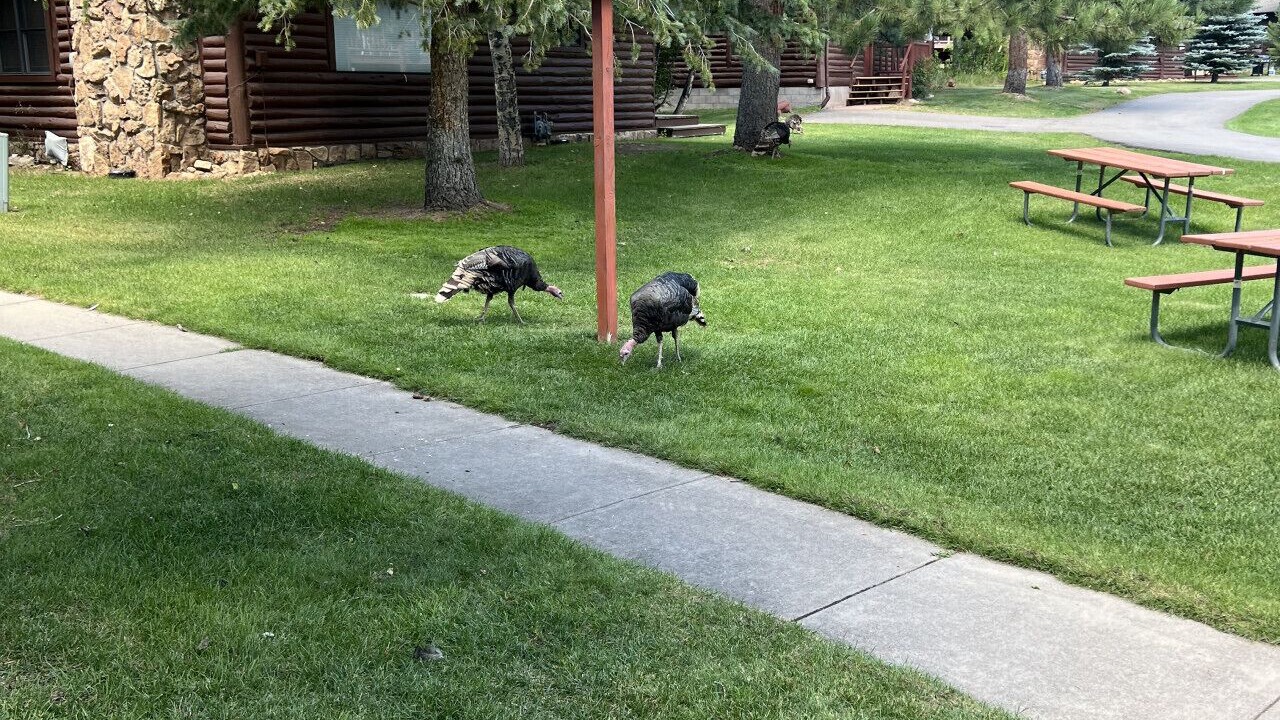 Photo of Others in Estes Park