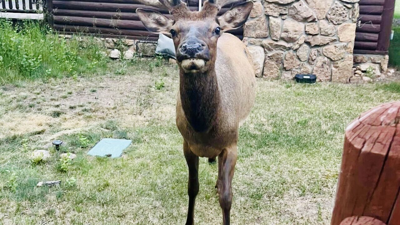 Photo of Others in Estes Park