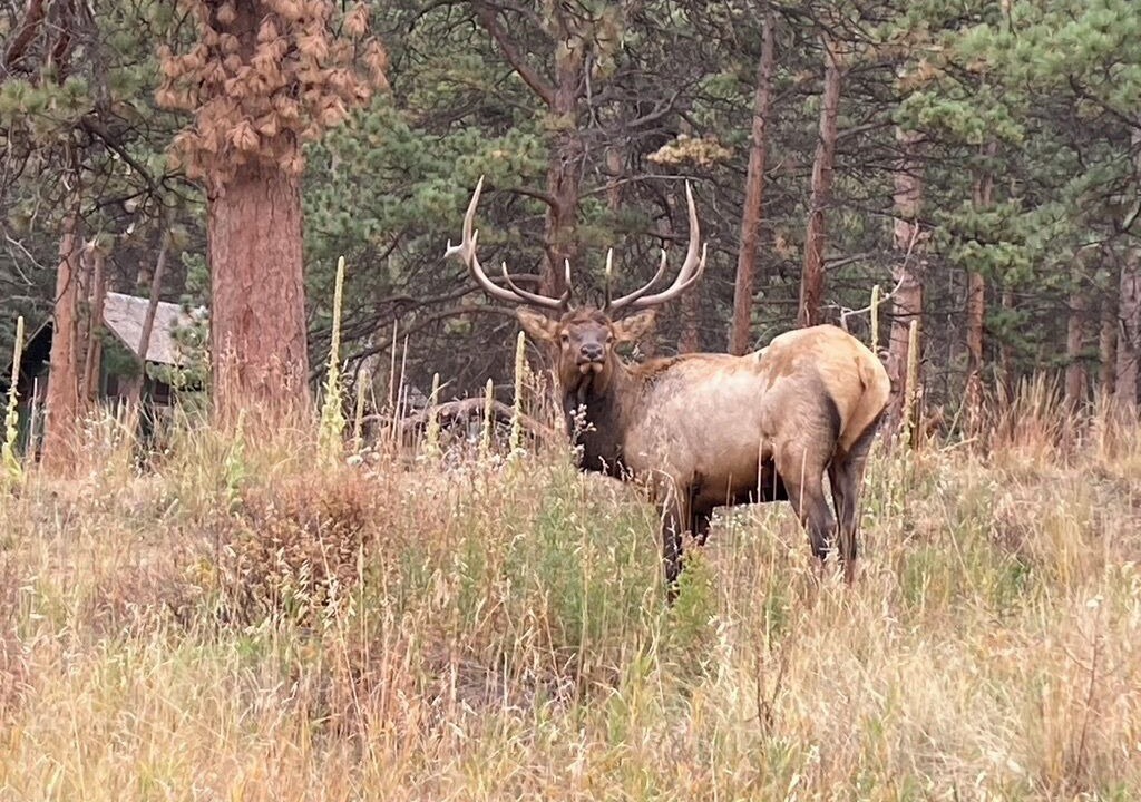 Photo of Others in Estes Park