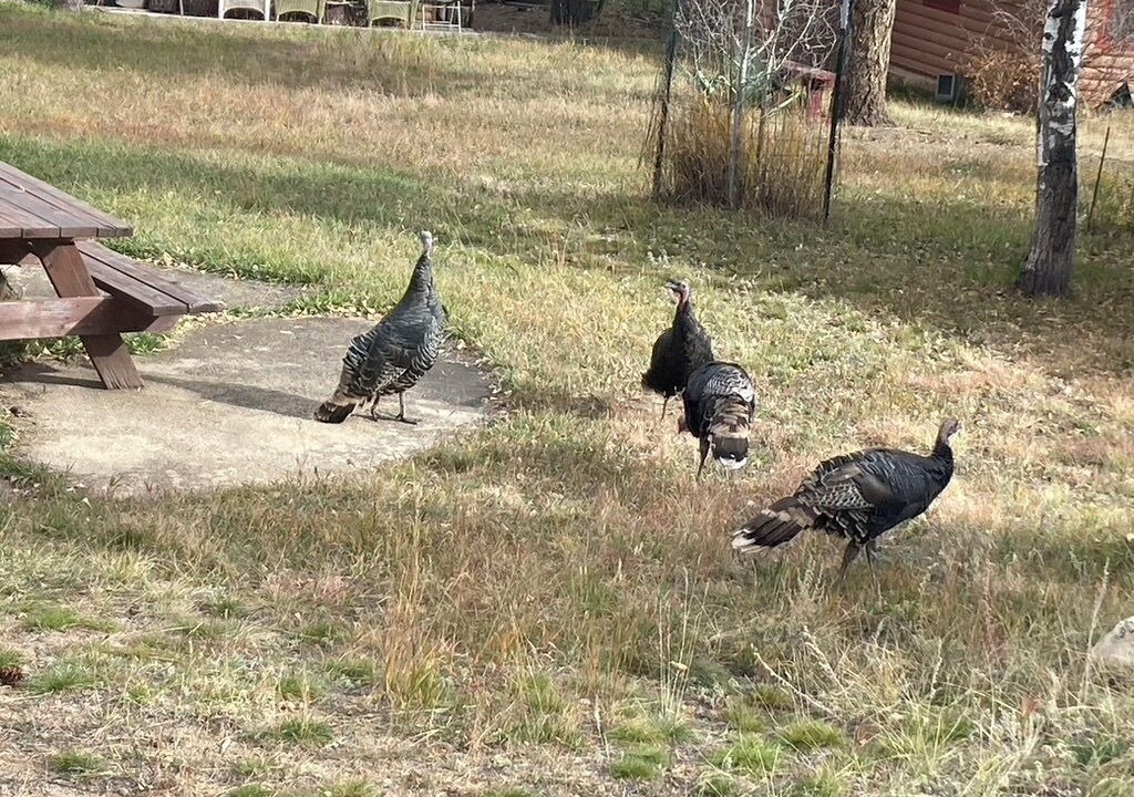 Photo of Others in Estes Park
