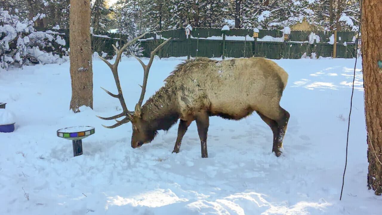 Photo of Others in Estes Park