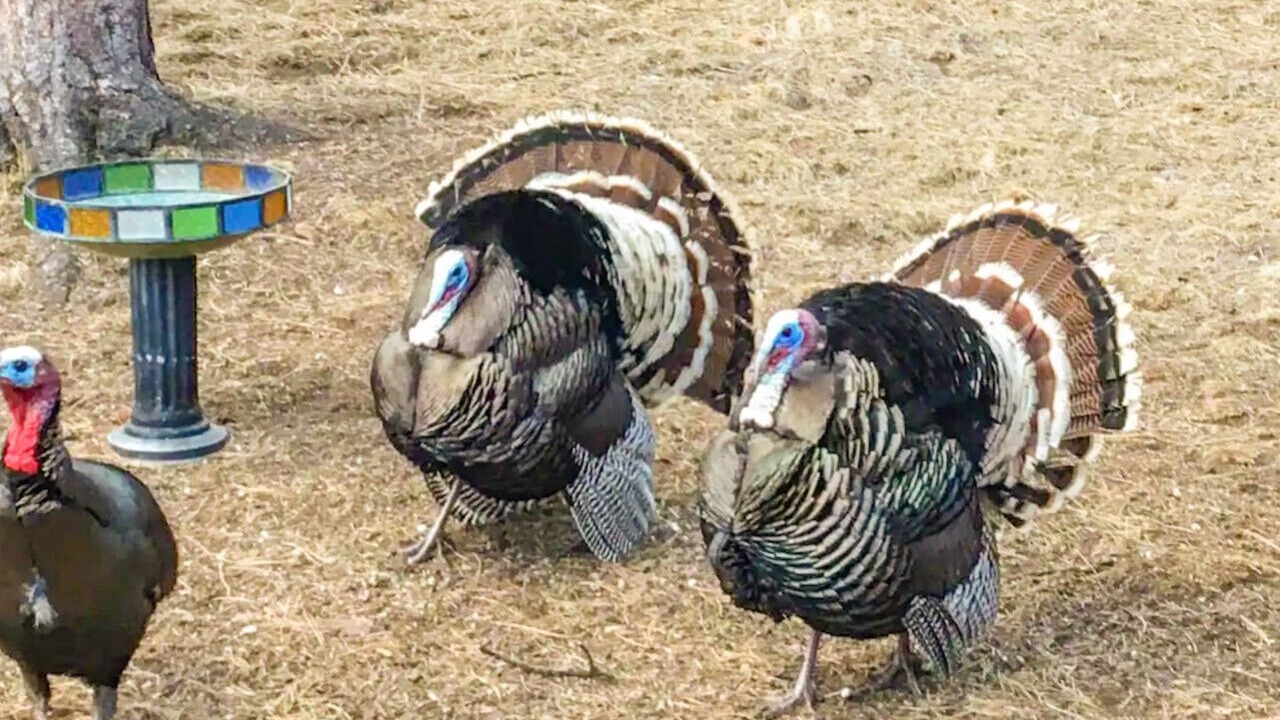 Photo of Others in Estes Park