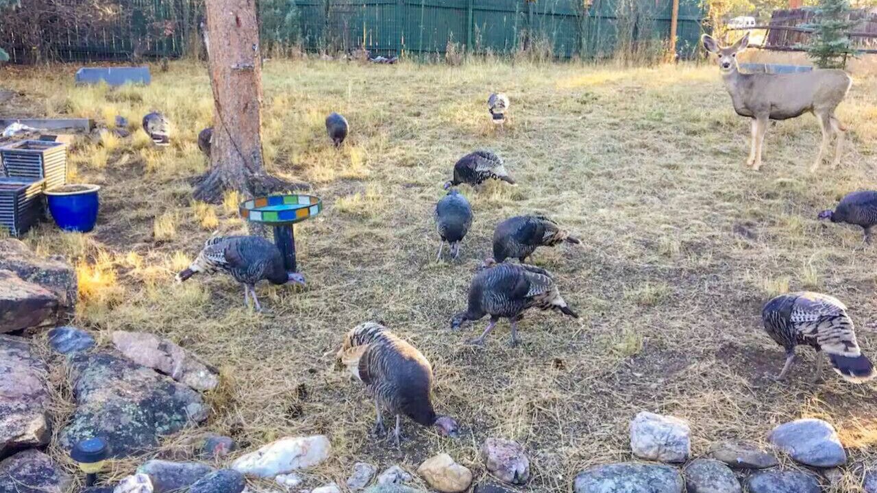 Photo of Others in Estes Park
