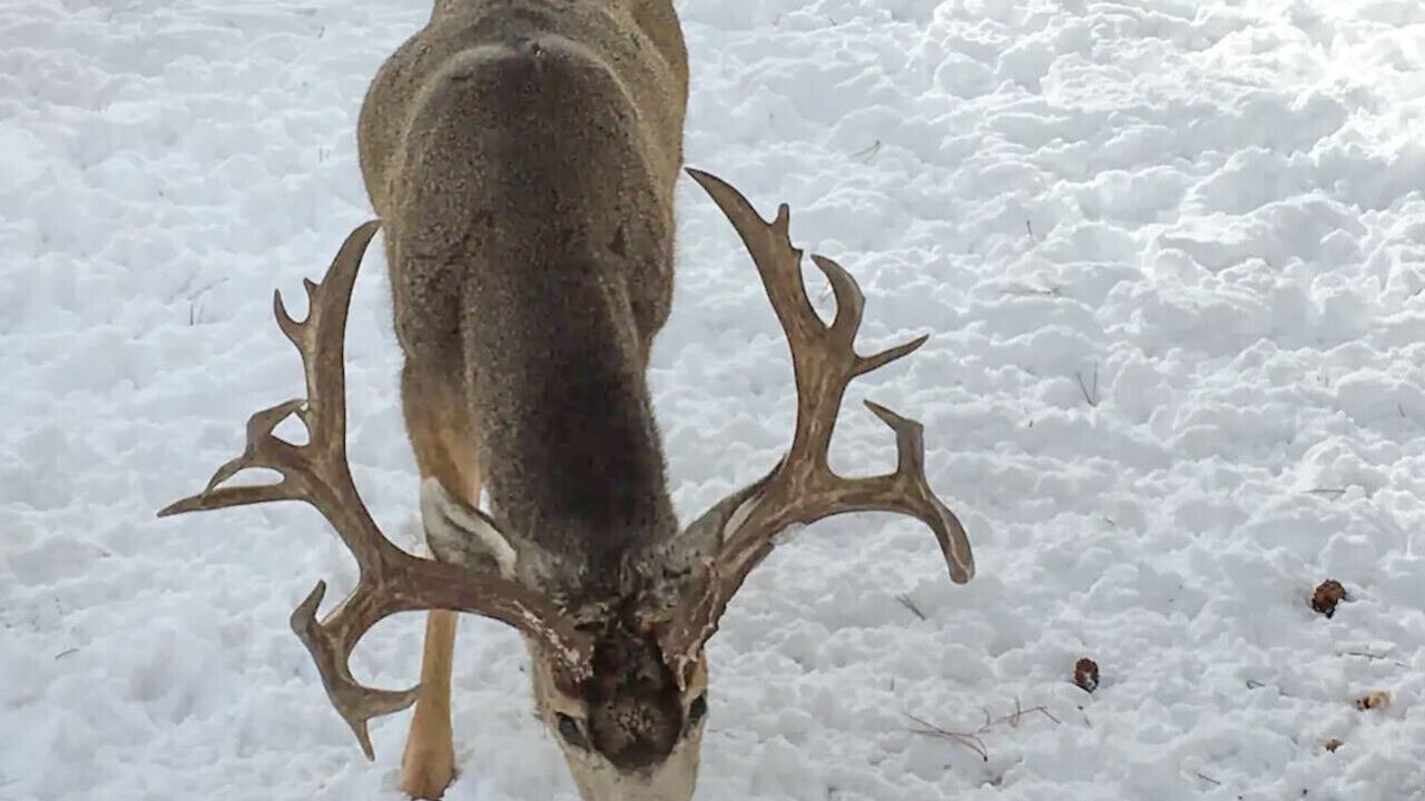 Photo of Others in Estes Park