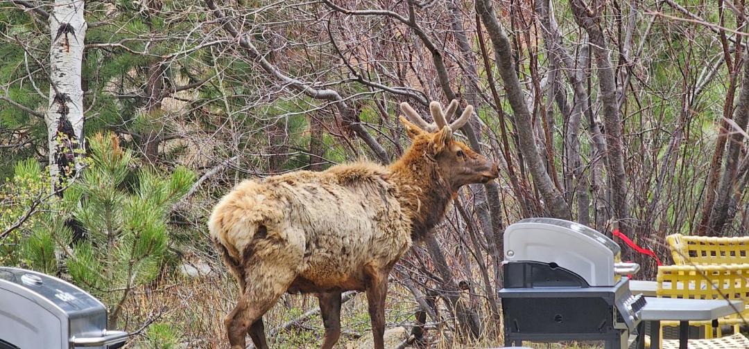 Photo of Others in Estes Park