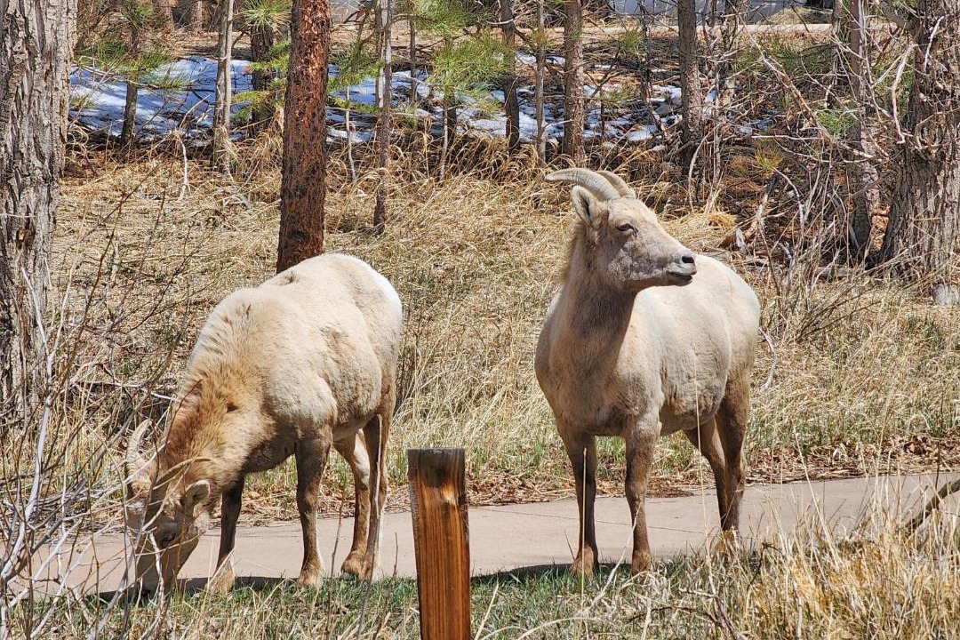 Photo of Others in Estes Park