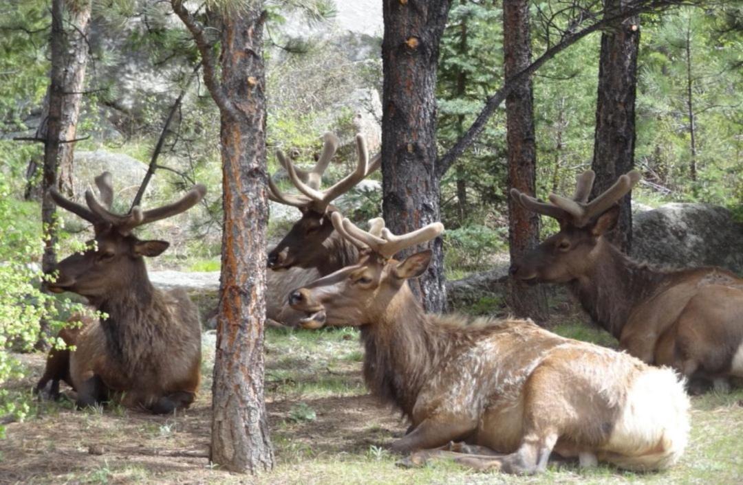 Photo of Others in Estes Park