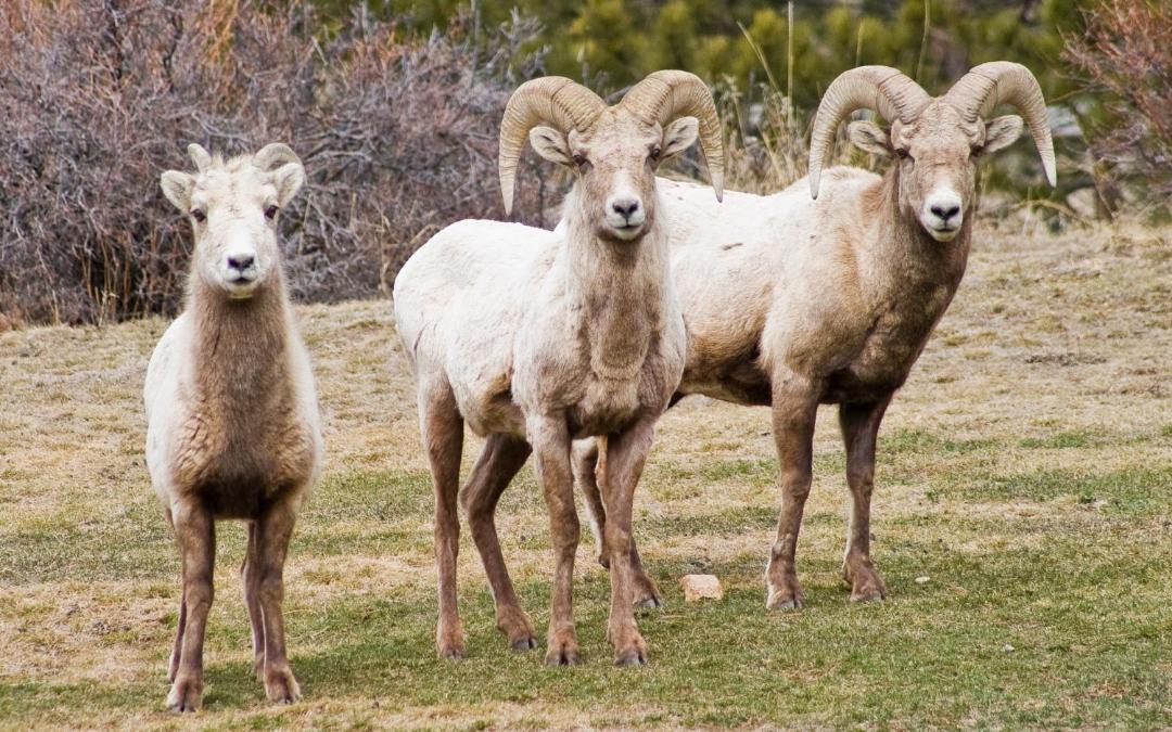 Photo of Others in Estes Park